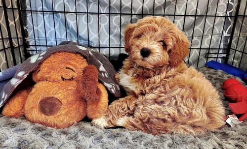 Pet Heartbeat Puppy Plush Toy for Anxiety Relief and Sleep Aid photo review