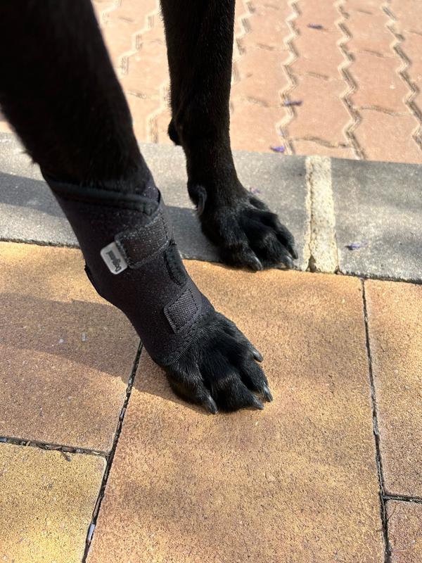 Pet Knee Pad Brace for Dog Leg Injury Recovery photo review