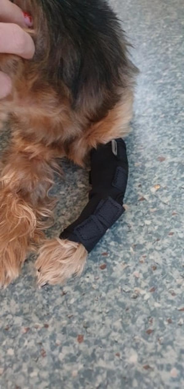 Pet Knee Pad Brace for Dog Leg Injury Recovery photo review