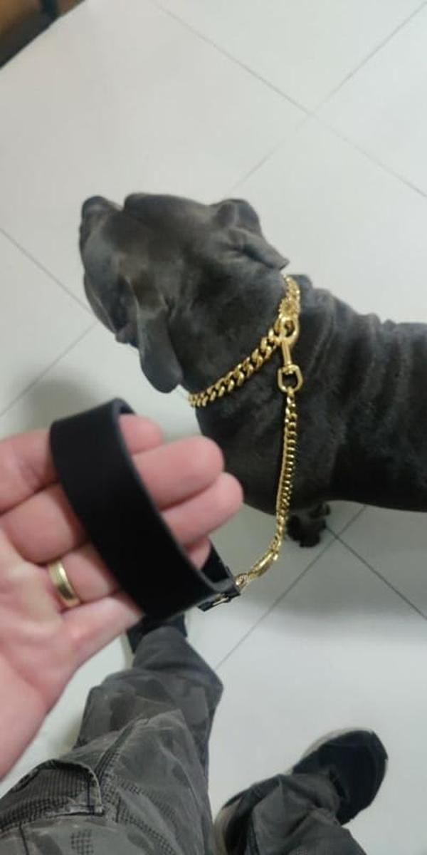 Pet Necklace Thick Gold Chain Plated Plastic Identified Safety Collar Puppy Dogs photo review