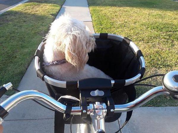 Premium Bicycle Dog Basket Front Dog Carrier Basket photo review