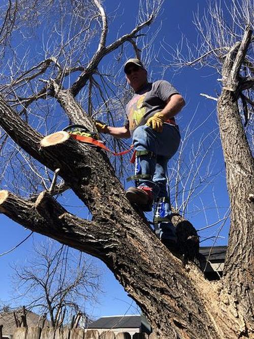 Premium Tree Climbing Spur Spikes, Tree Climbing Special Tools photo review