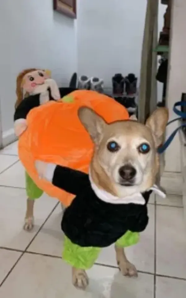 Pumpkin Halloween Dog Costume photo review