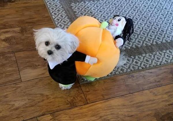 Pumpkin Halloween Dog Costume photo review