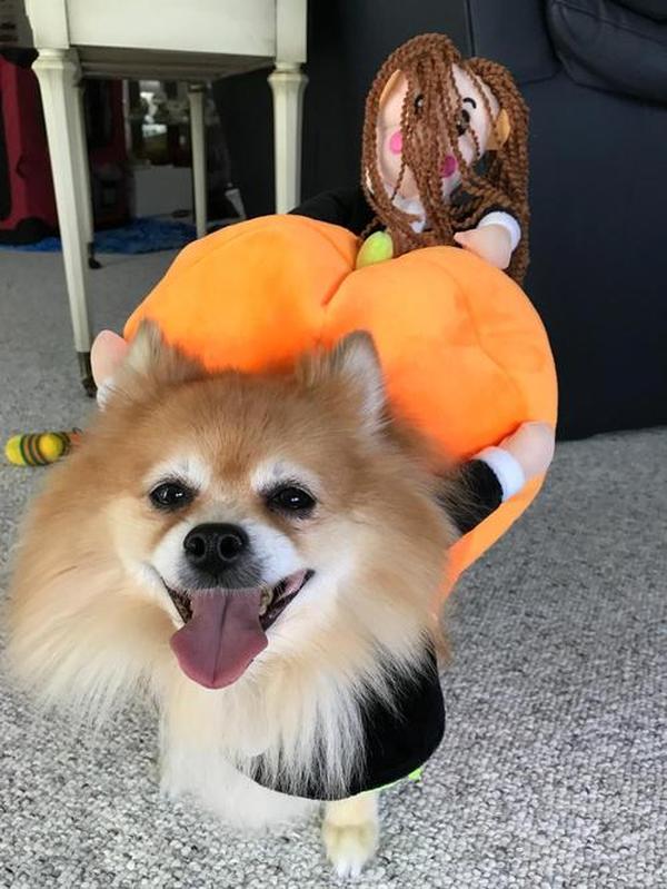 Pumpkin Halloween Dog Costume photo review