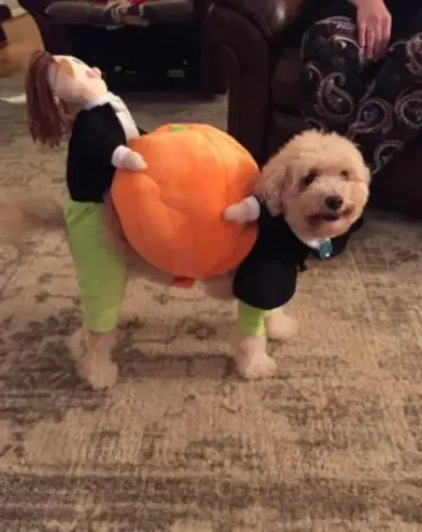 Pumpkin Halloween Dog Costume photo review