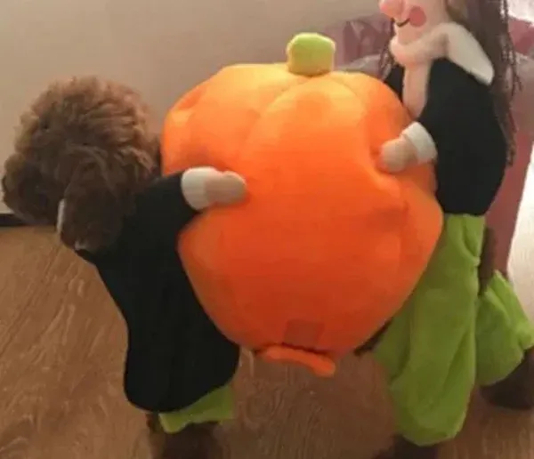 Pumpkin Halloween Dog Costume photo review