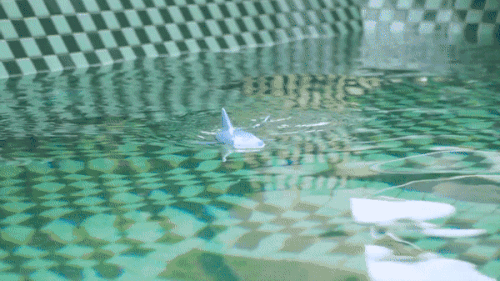 RC Shark Toy 2.4G - Realistic Swimming Shark