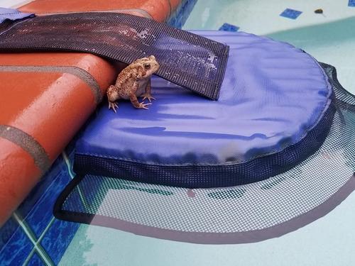 Safe Escape Ramp for Frogs and Small Animals in Swimming Pool photo review