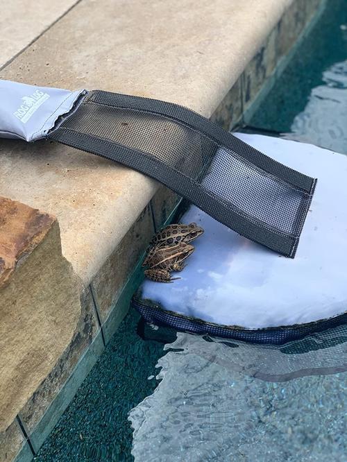 Safe Escape Ramp for Frogs and Small Animals in Swimming Pool photo review