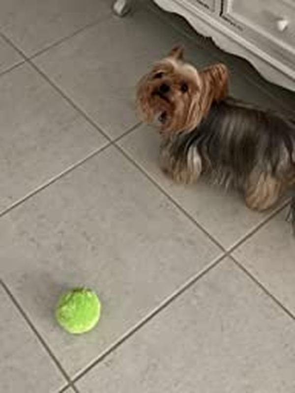 Self Rolling Activity Ball For Dogs photo review