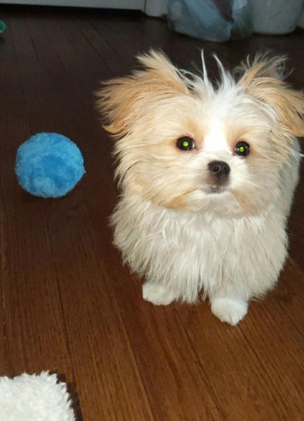 Self Rolling Activity Ball For Dogs photo review