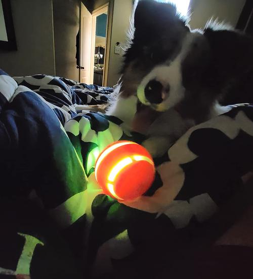 Smart Interactive LED Light Rotating Ball Pet Toy for Dogs and Cats photo review