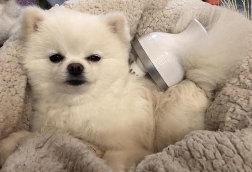 Smart Scalp Massager Electric Massager That Makes Dogs and Cats Happy