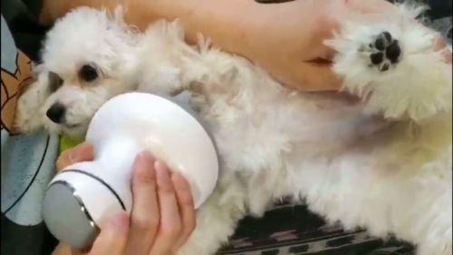 Smart Scalp Massager Electric Massager That Makes Dogs and Cats Happy photo review