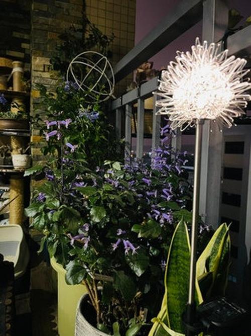 Solar Light Solar Dandelion Plug In Light Garden Decoration LED Light photo review