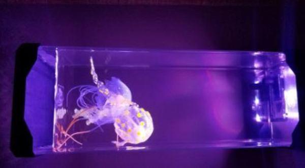 The Hypnotic Jellyfish Aquarium photo review