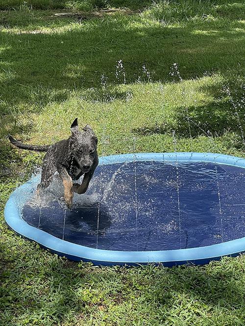 Thick Anti-Slip Sprinkler Swimming Pool for Pets & Kids Summer Outdoor Water Toys photo review