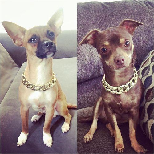 Thugpet Thick Cuban Dog Gold Chain Pet Collar photo review