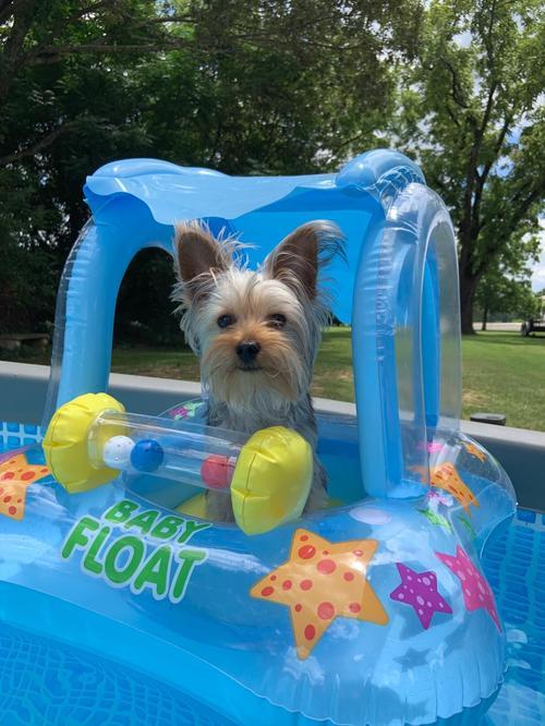 Toddler Swimming Pool Float With Canopy photo review