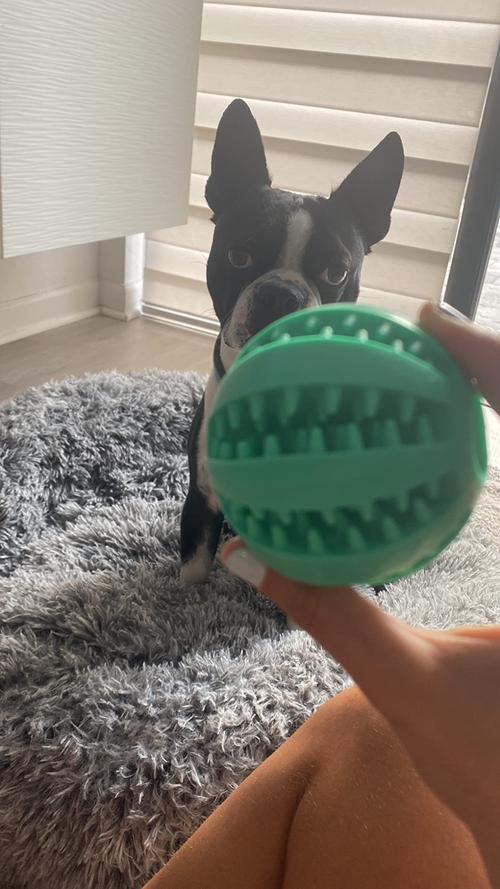 Toys For Dogs Rubber Dog Ball For Tooth Cleaning Snack Ball Toy photo review