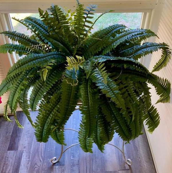 Uv Resistant Lifelike Artificial Boston Fern For Outdoors photo review