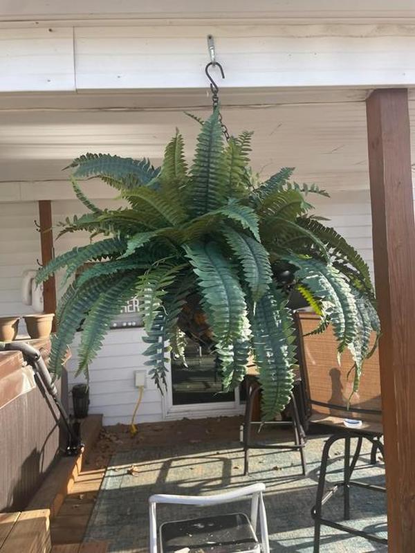 Uv Resistant Lifelike Artificial Boston Fern For Outdoors photo review