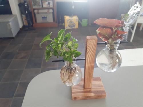 Vintage Terrarium Hydroponic Plant Vases for Home Decor photo review