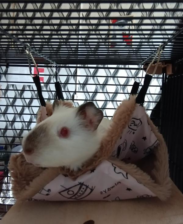 Warm Winter Hamster Hammock for Small Animals photo review