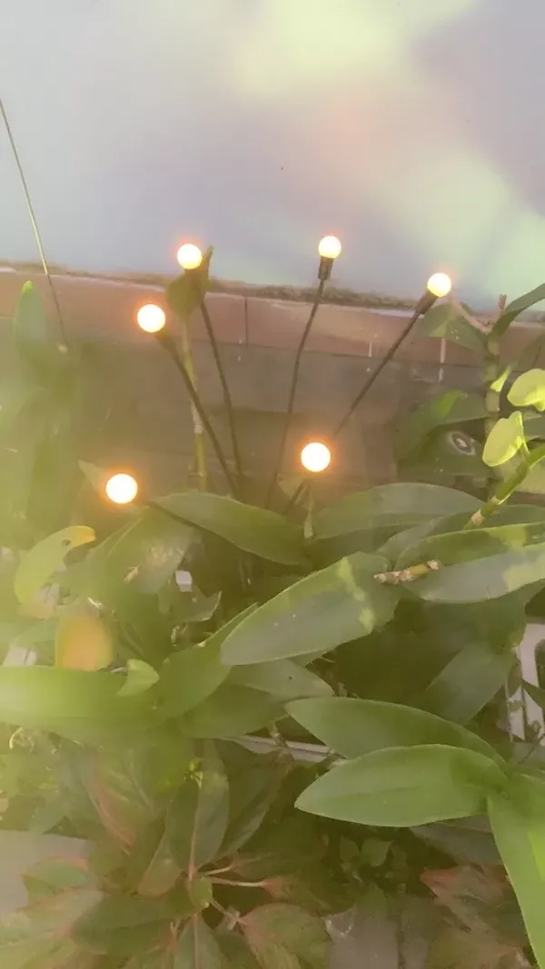 Waterproof Solar Firefly Lights Garden Decoration photo review