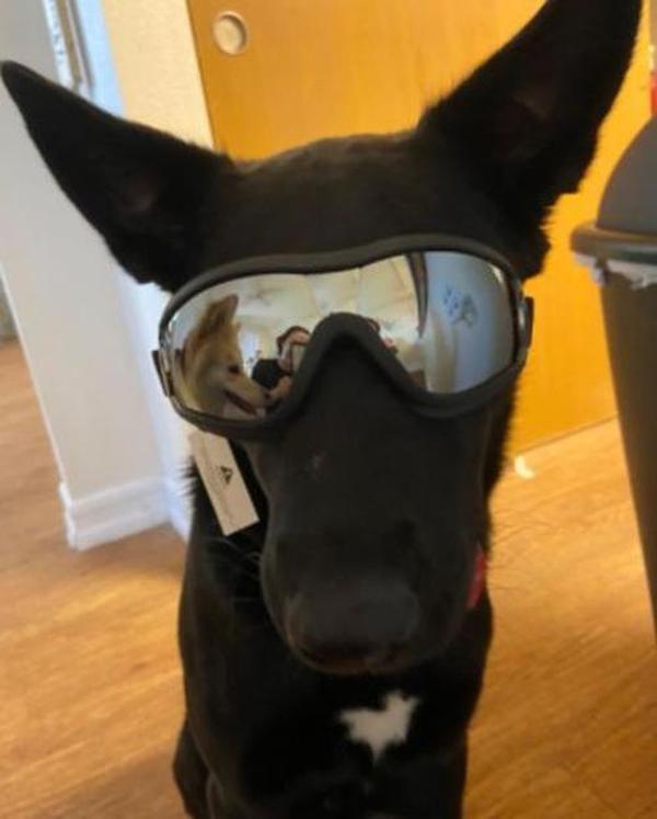 Waterproof Windproof Protective Dog Goggles with Sunscreen and UV Protection photo review