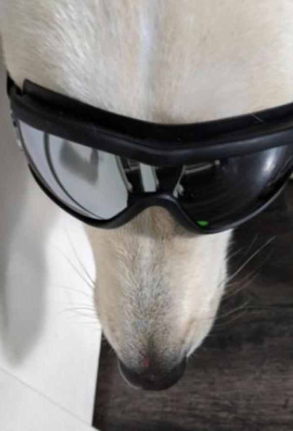 Waterproof Windproof Protective Dog Goggles with Sunscreen and UV Protection photo review