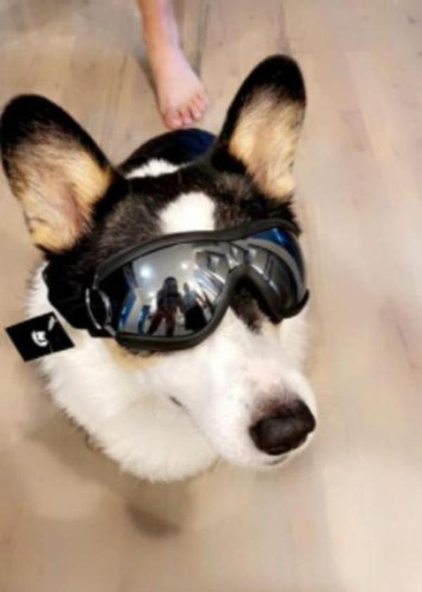 Waterproof Windproof Protective Dog Goggles with Sunscreen and UV Protection photo review