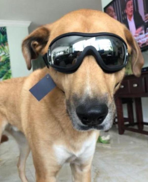 Waterproof Windproof Protective Dog Goggles with Sunscreen and UV Protection photo review