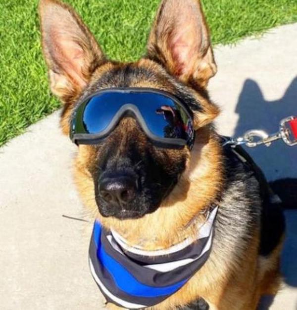 Waterproof Windproof Protective Dog Goggles with Sunscreen and UV Protection photo review