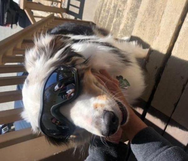 Waterproof Windproof Protective Dog Goggles with Sunscreen and UV Protection photo review