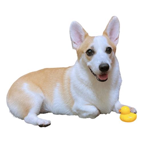 Yellow Duck Chewing Toy for Puppy Teeth Cleaning - Interactive Unzip Squeaky Toy