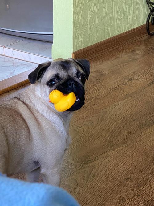 Yellow Duck Chewing Toy for Puppy Teeth Cleaning - Interactive Unzip Squeaky Toy photo review